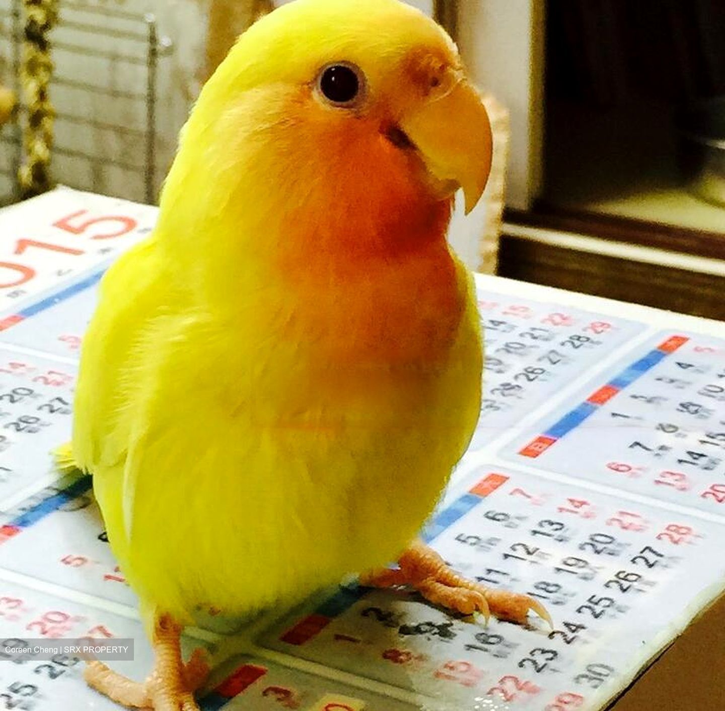 Telok Blangah Rise (D4), Retail #473986471